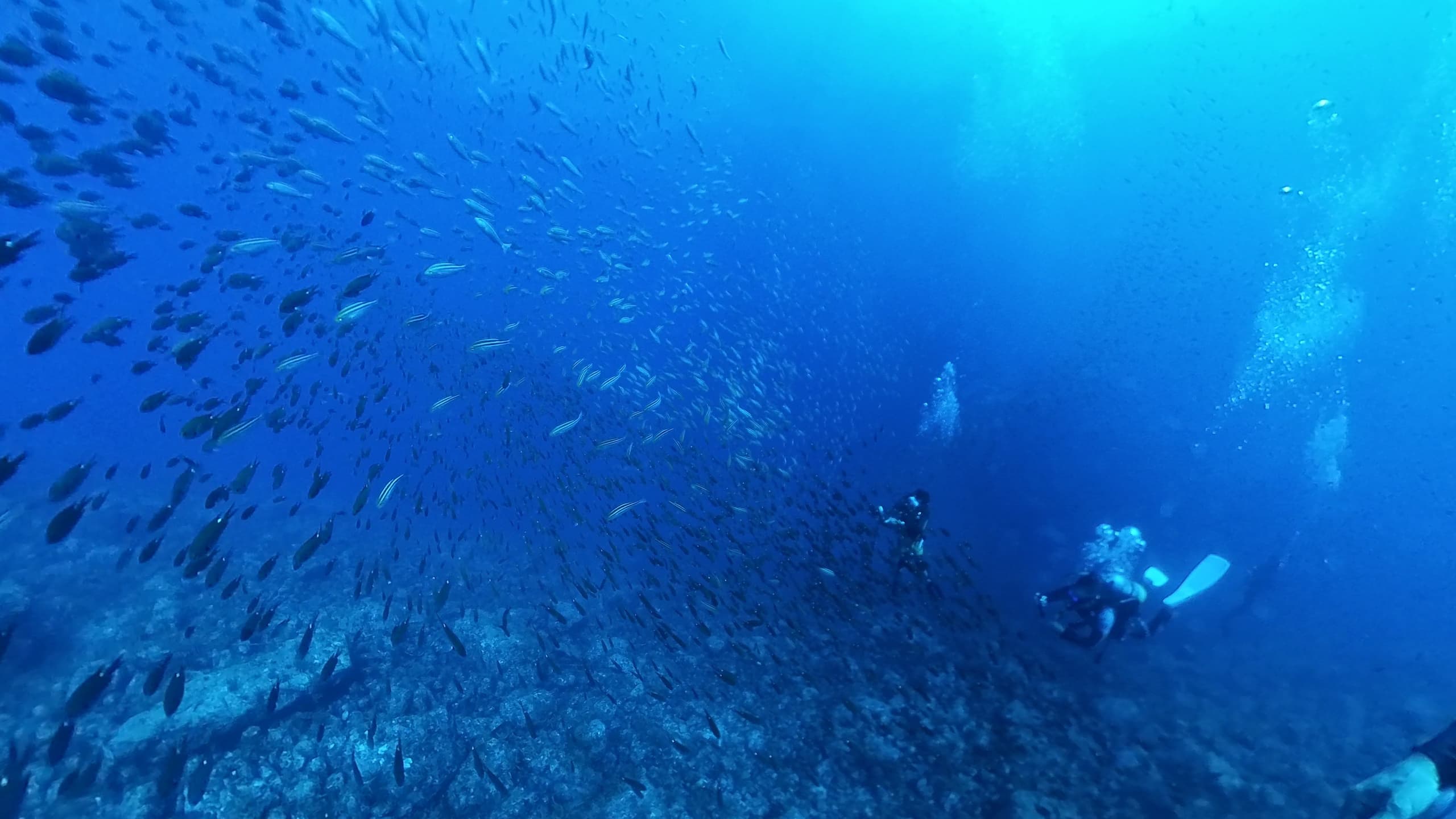 fishes